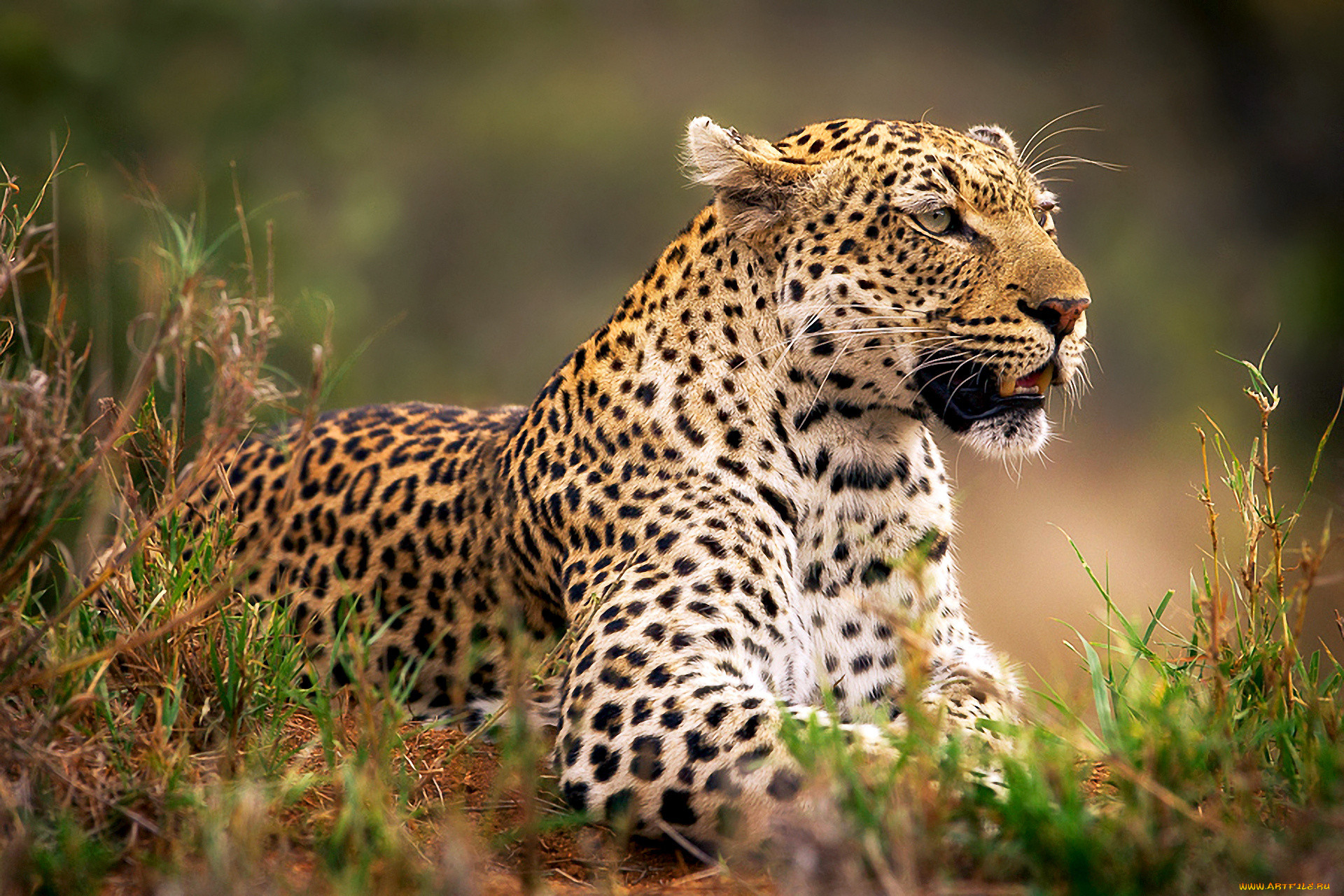Animals org. Берберийский леопард. Леопард анфас. Серпопард. Леопард в природе.